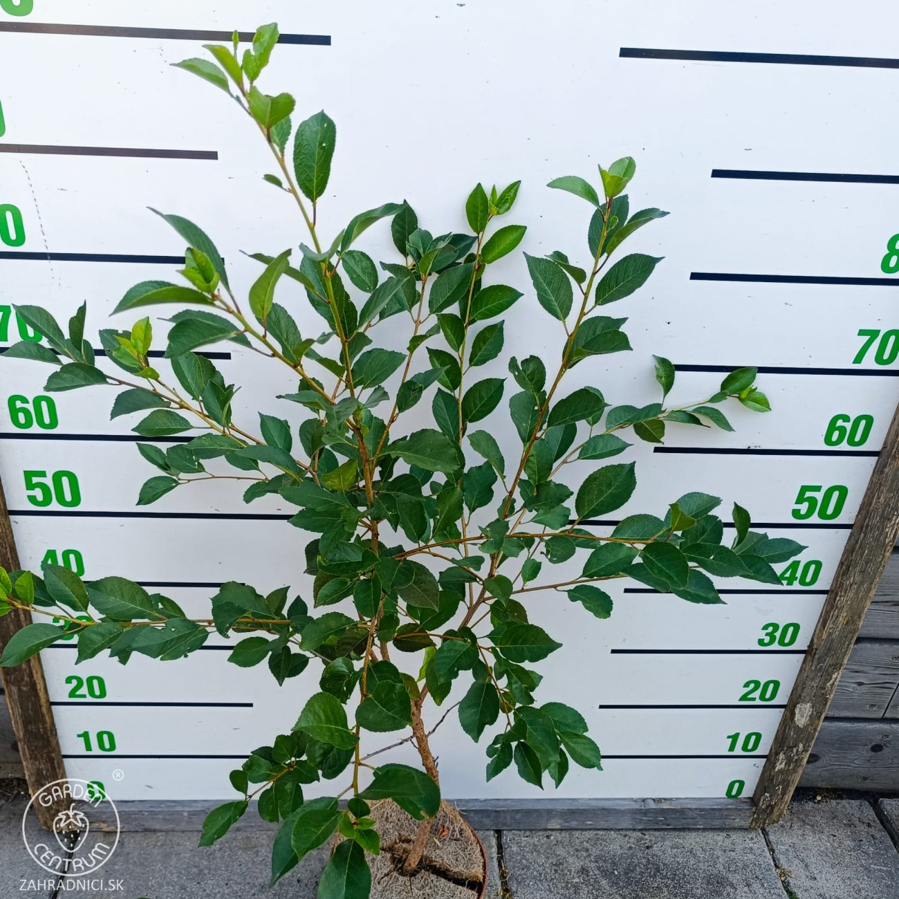 Obrázok Mini višňa - čerešňa višňová (Prunus cerasus x fruticosa) 'CARMINE JEWEL' - výška 70-90 cm, kont. C5L - KRÍKOVÁ